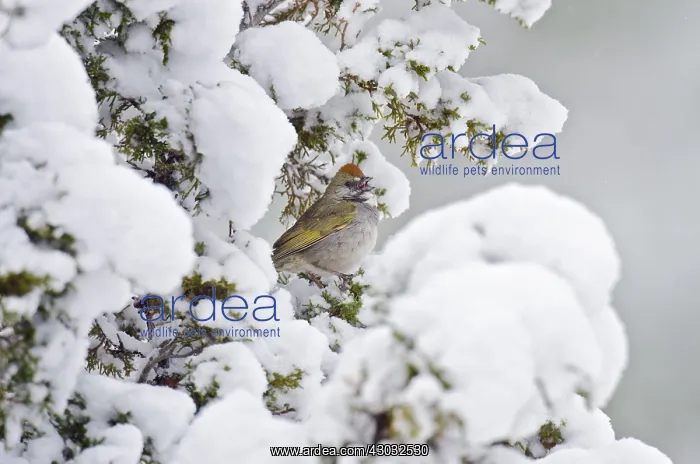 : Green-tailed Towhee (Pipilo chlorurus) singing from : Green-tailed Towhee (Pipilo chlorurus) singing from