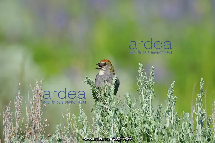 : Green-tailed Towhee - singing : Green-tailed Towhee - singing