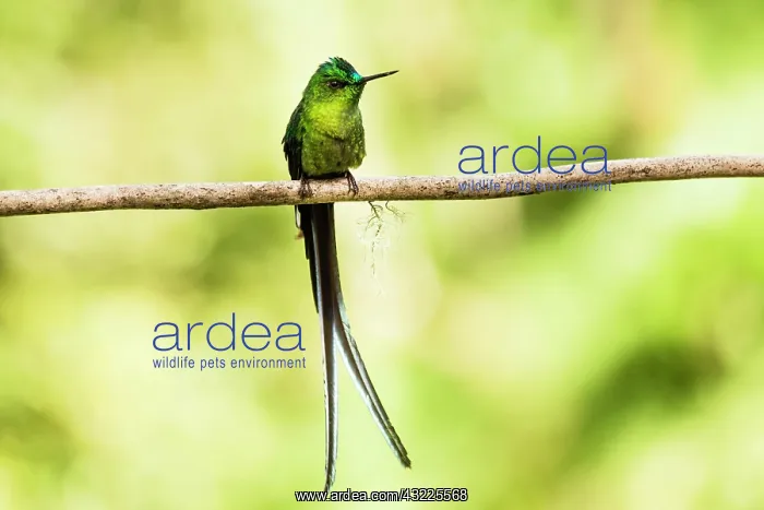 : Green-Tailed Trainbearer (Lesbia nuna), Acaime Private : Green-Tailed Trainbearer (Lesbia nuna), Acaime Private