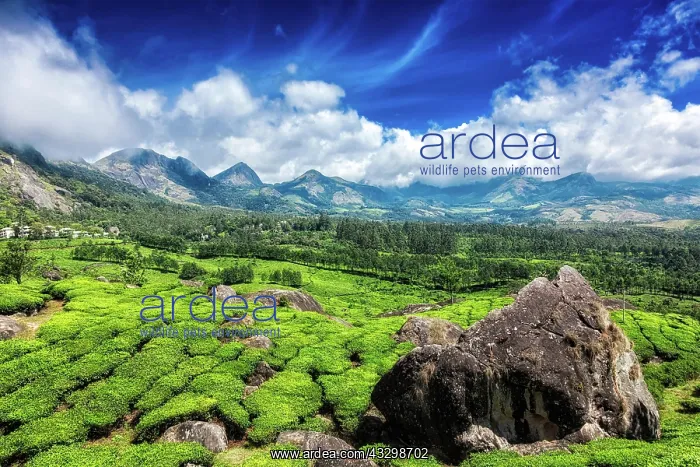 : Green tea plantations with blue sky in hills. Munnar, Kerala : Green tea plantations with blue sky in hills. Munnar, Kerala