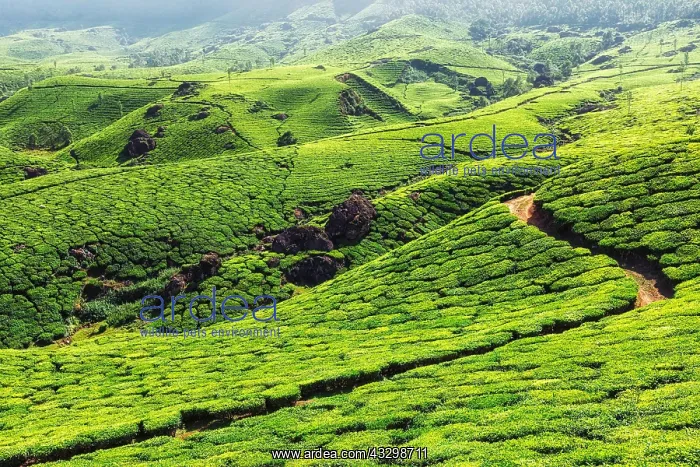 : Green tea plantations in hills in Munnar, Kerala : Green tea plantations in hills in Munnar, Kerala