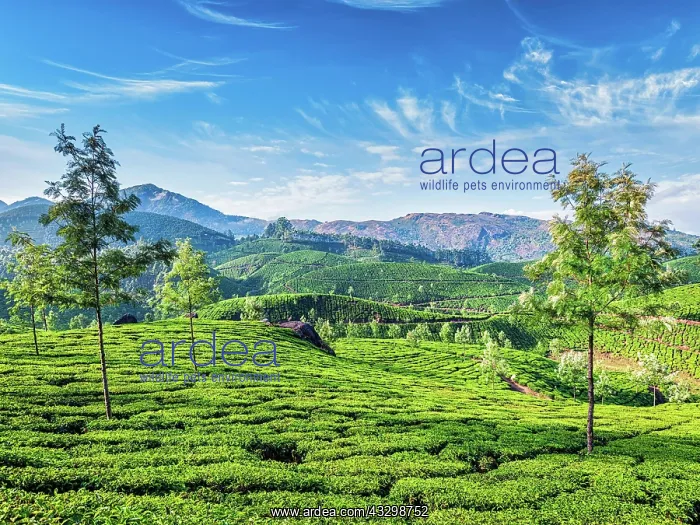 : Green tea plantations in the morning, Munnar, Kerala : Green tea plantations in the morning, Munnar, Kerala