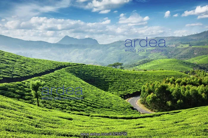 : Green tea plantations in the morning, Munnar, Kerala : Green tea plantations in the morning, Munnar, Kerala
