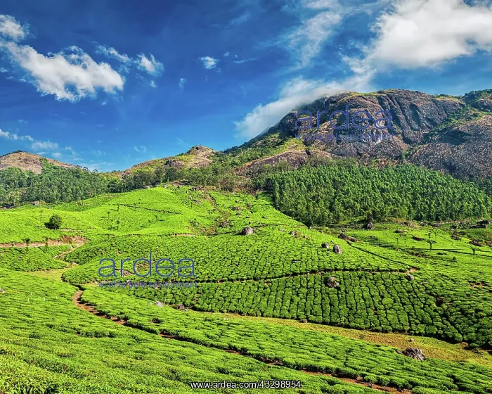: Green tea plantations in the morning, Munnar, Kerala : Green tea plantations in the morning, Munnar, Kerala