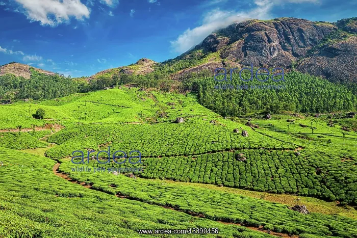 : Green tea plantations in the morning, Munnar, Kerala : Green tea plantations in the morning, Munnar, Kerala