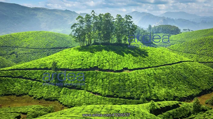 : Green tea plantations in Munnar, Kerala, India, Asia : Green tea plantations in Munnar, Kerala, India, Asia