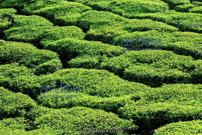 : Green teal plantations close up. Kerala, India, Asia : Green teal plantations close up. Kerala, India, Asia