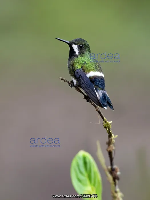 : Green Thorntail (Discosura conversii), female, Ecuador : Green Thorntail (Discosura conversii), female, Ecuador