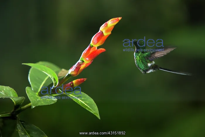  : Green thorntail (Discosura conversii) in flight
