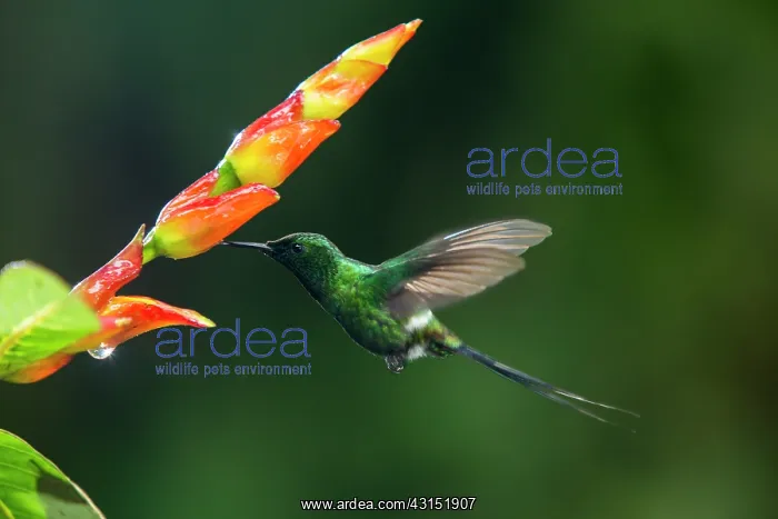 : Green thorntail (Discosura conversii) in flight : Green thorntail (Discosura conversii) in flight