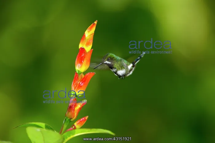 : Green thorntail (Discosura conversii) in flight : Green thorntail (Discosura conversii) in flight