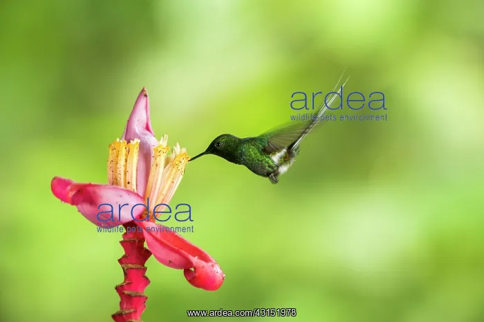  : Green thorntail (Discosura conversii) in flight