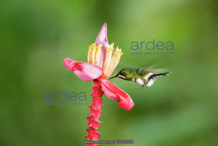 : Green thorntail (Discosura conversii) in flight : Green thorntail (Discosura conversii) in flight