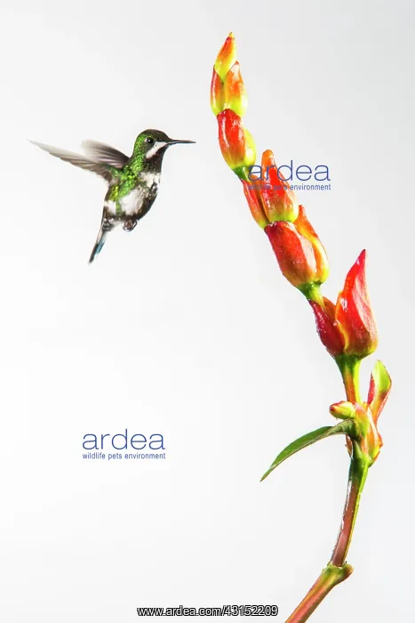 : Green thorntail (Discosura conversii) in flight : Green thorntail (Discosura conversii) in flight