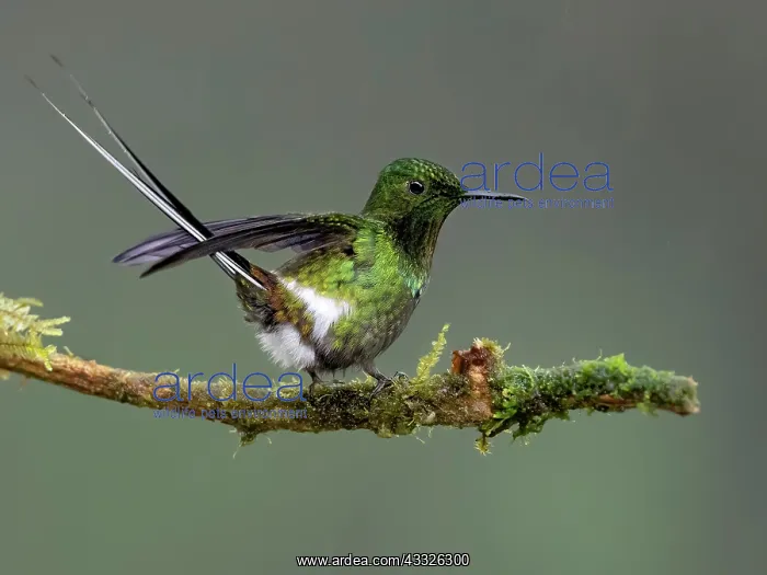 : Green Thorntail (Discosura conversii), male on d : Green Thorntail (Discosura conversii), male on d