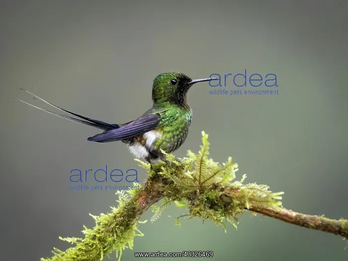 : Green Thorntail (Discosura conversii), male disp : Green Thorntail (Discosura conversii), male disp
