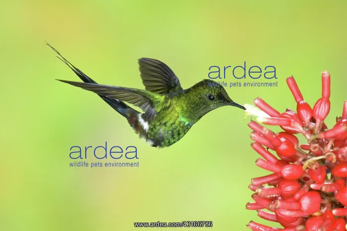 : Green Thorntail Hummingbird : Green Thorntail Hummingbird
