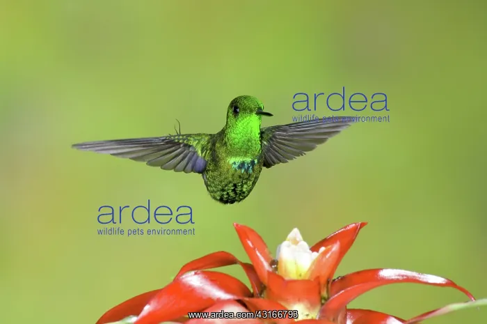 : Green Thorntail male : Green Thorntail male
