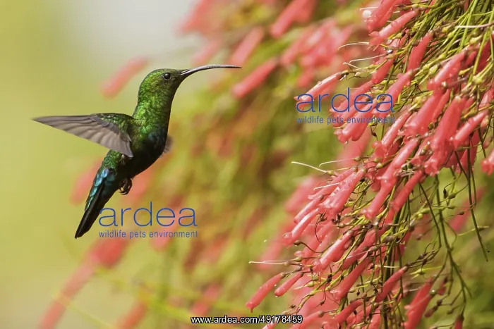 : Green-throated Carib (Eulampis holosericeus) flying and feeding at a flower on the Caribbean Island of Martinique : Green-throated Carib (Eulampis holosericeus) flying and feeding at a flower on the Caribbean Island of Martinique