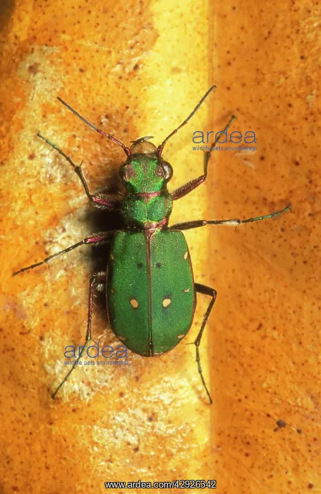 : GREEN TIGER BEETLE : GREEN TIGER BEETLE