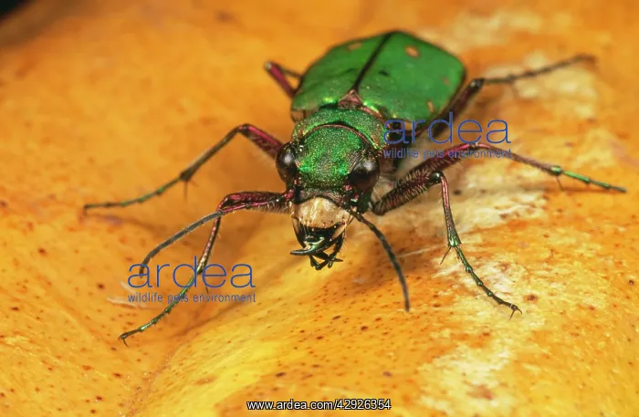 : Green Tiger Beetle : Green Tiger Beetle