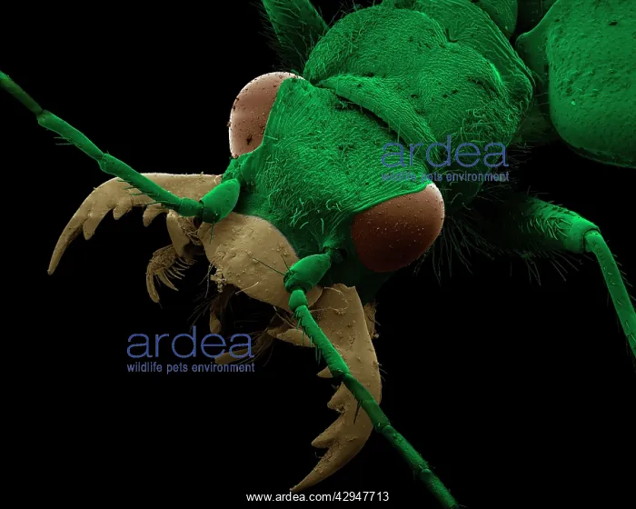 : Green Tiger Beetle : Green Tiger Beetle