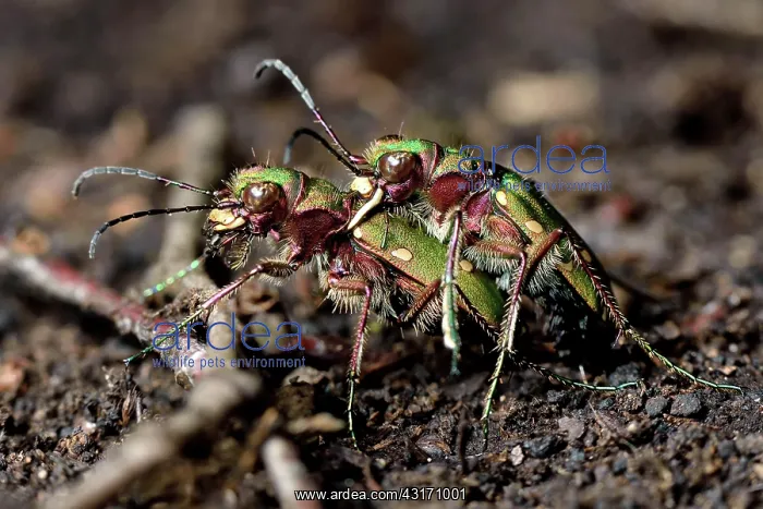 : Green Tiger Beetle : Green Tiger Beetle