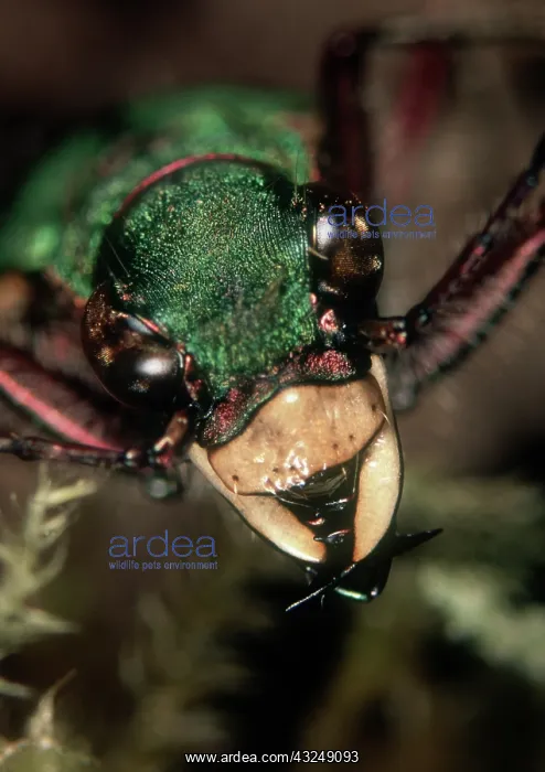 : Green tiger beetle : Green tiger beetle