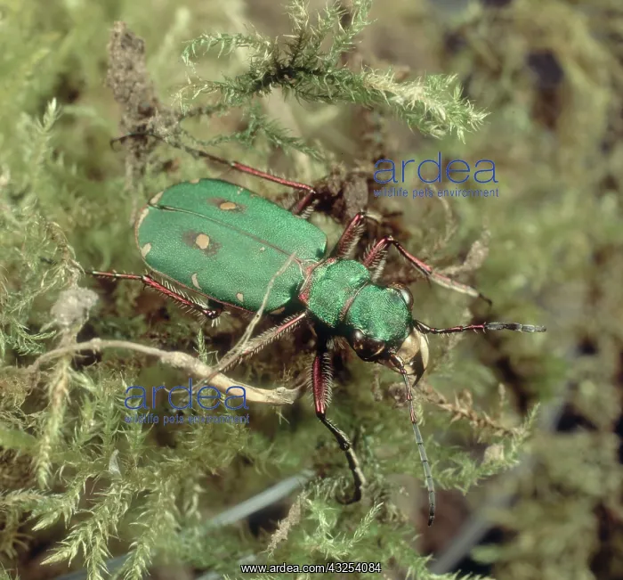 : Green tiger beetle : Green tiger beetle