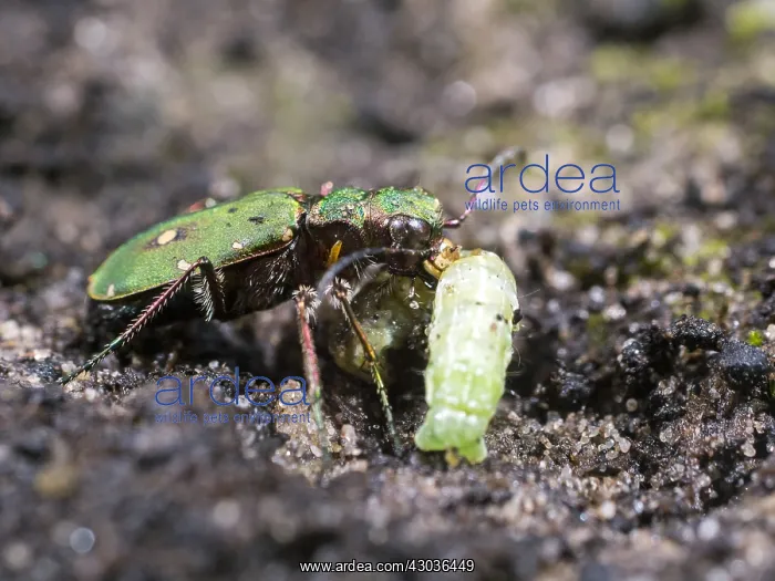  : Green tiger beetle - eating caterpillar - UK