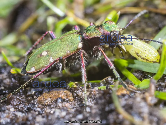  : Green tiger beetle - eating caterpillar - UK