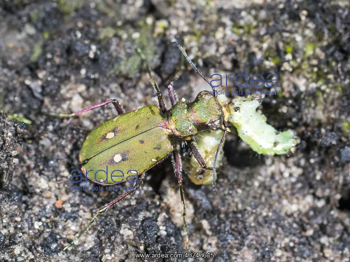  : Green tiger beetle - eating caterpillar - UK