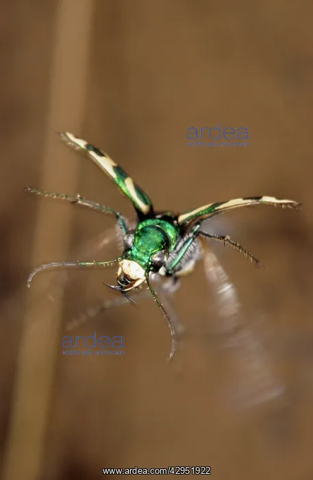 : Green Tiger Beetle in flight : Green Tiger Beetle in flight
