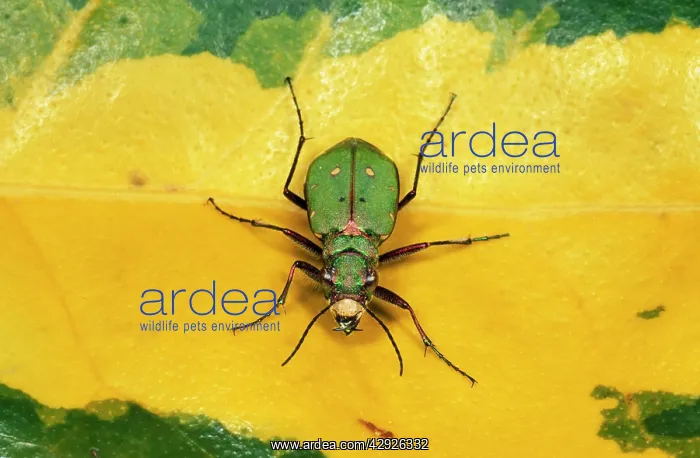 : GREEN TIGER BEETLE - ON LEAF : GREEN TIGER BEETLE - ON LEAF