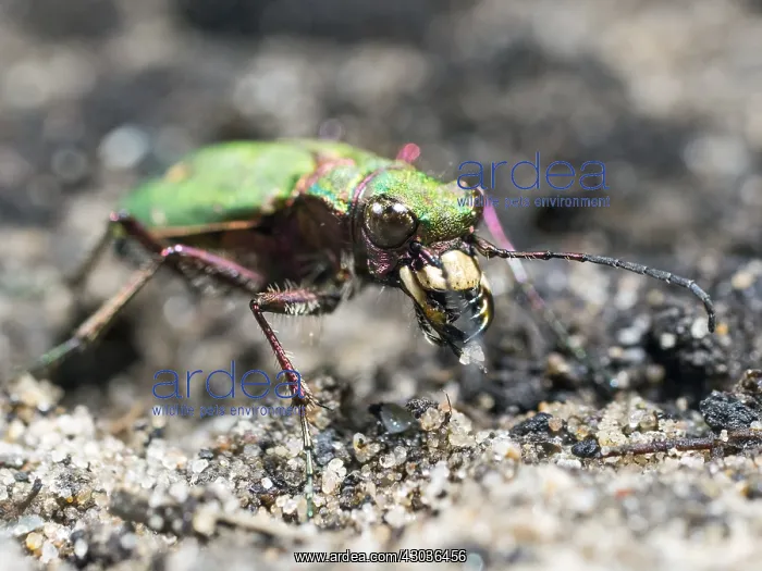  : Green tiger beetle - UK