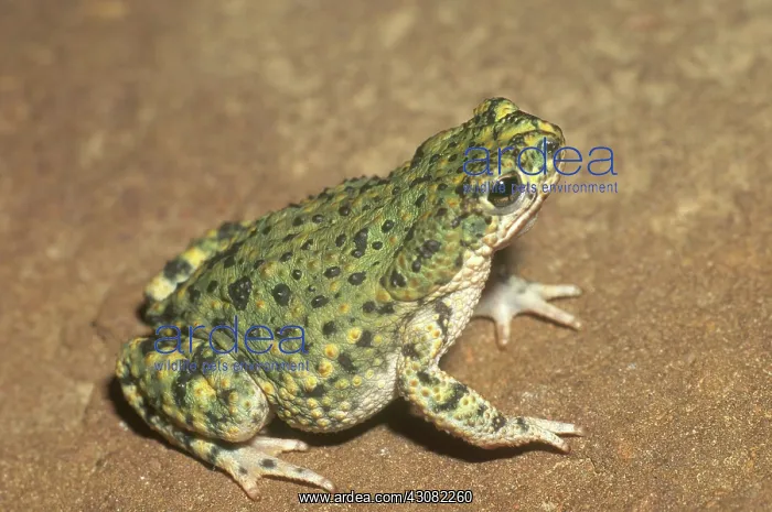 : Green Toad : Green Toad