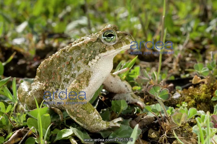  : Green Toad - male