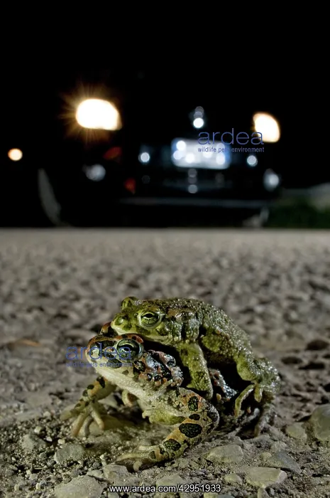: Green Toad - mating on the road : Green Toad - mating on the road