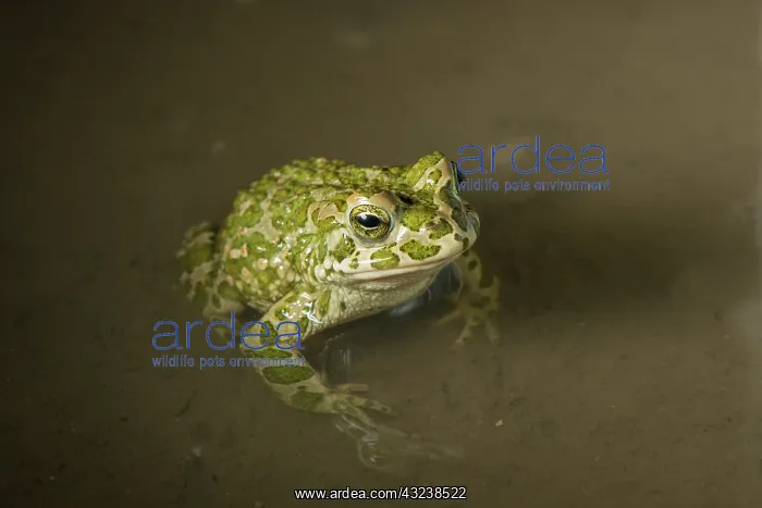  : Green toad - In shallow pool - Romania