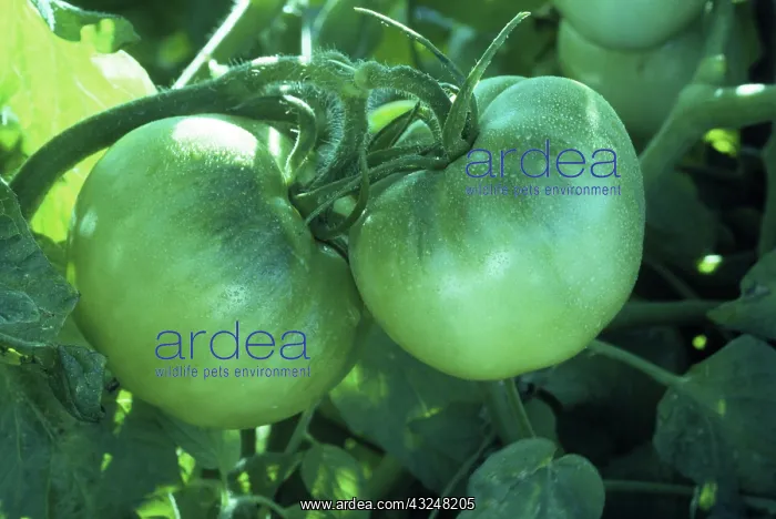  : Green Tomatoes