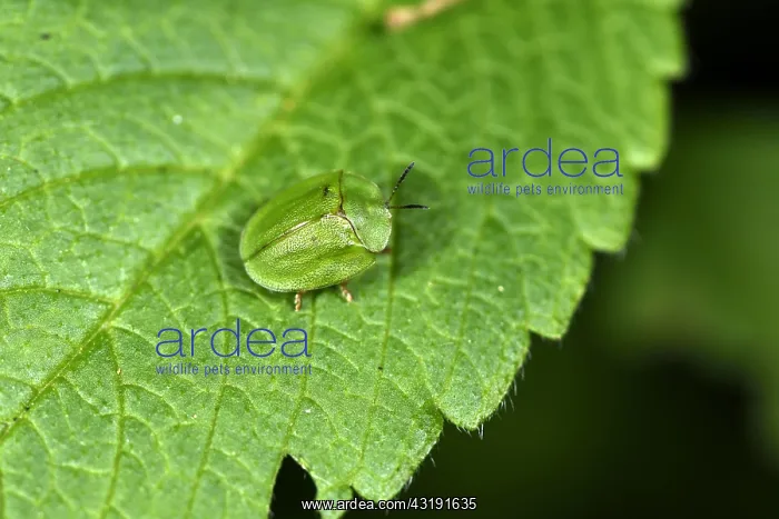 : Green Tortoise Beetle (Cassida viridis) on nettle : Green Tortoise Beetle (Cassida viridis) on nettle