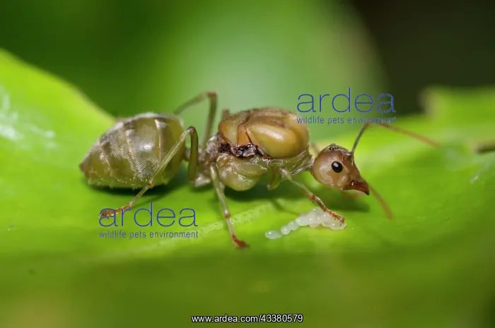 : Green Tree Ant : Green Tree Ant