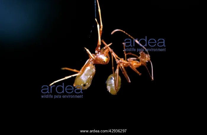 : Green tree ant-mimicking spider - left, with captured : Green tree ant-mimicking spider - left, with captured