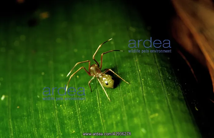 : Green tree ant mimicking spider - lives near Weaver : Green tree ant mimicking spider - lives near Weaver