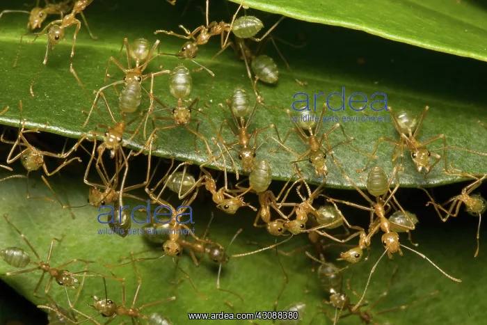 : Green tree ants : Green tree ants
