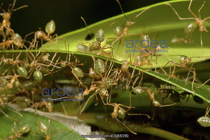  : Green tree ants
