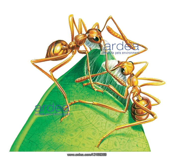 : Green Tree Ants : Green Tree Ants