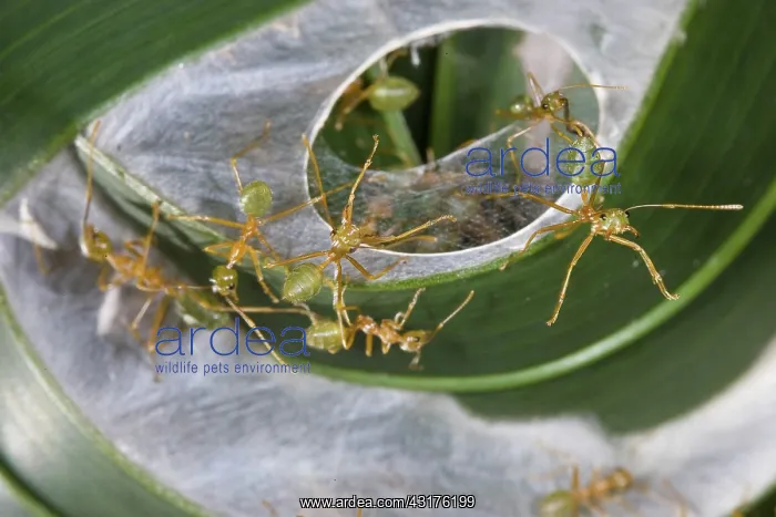 : Green Tree Ants : Green Tree Ants