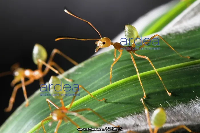 : Green Tree Ants (Oecophylla smaragdiana) on their : Green Tree Ants (Oecophylla smaragdiana) on their
