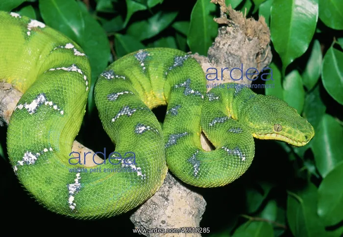 : Green Tree Boa / Emerald Tree boa : Green Tree Boa / Emerald Tree boa